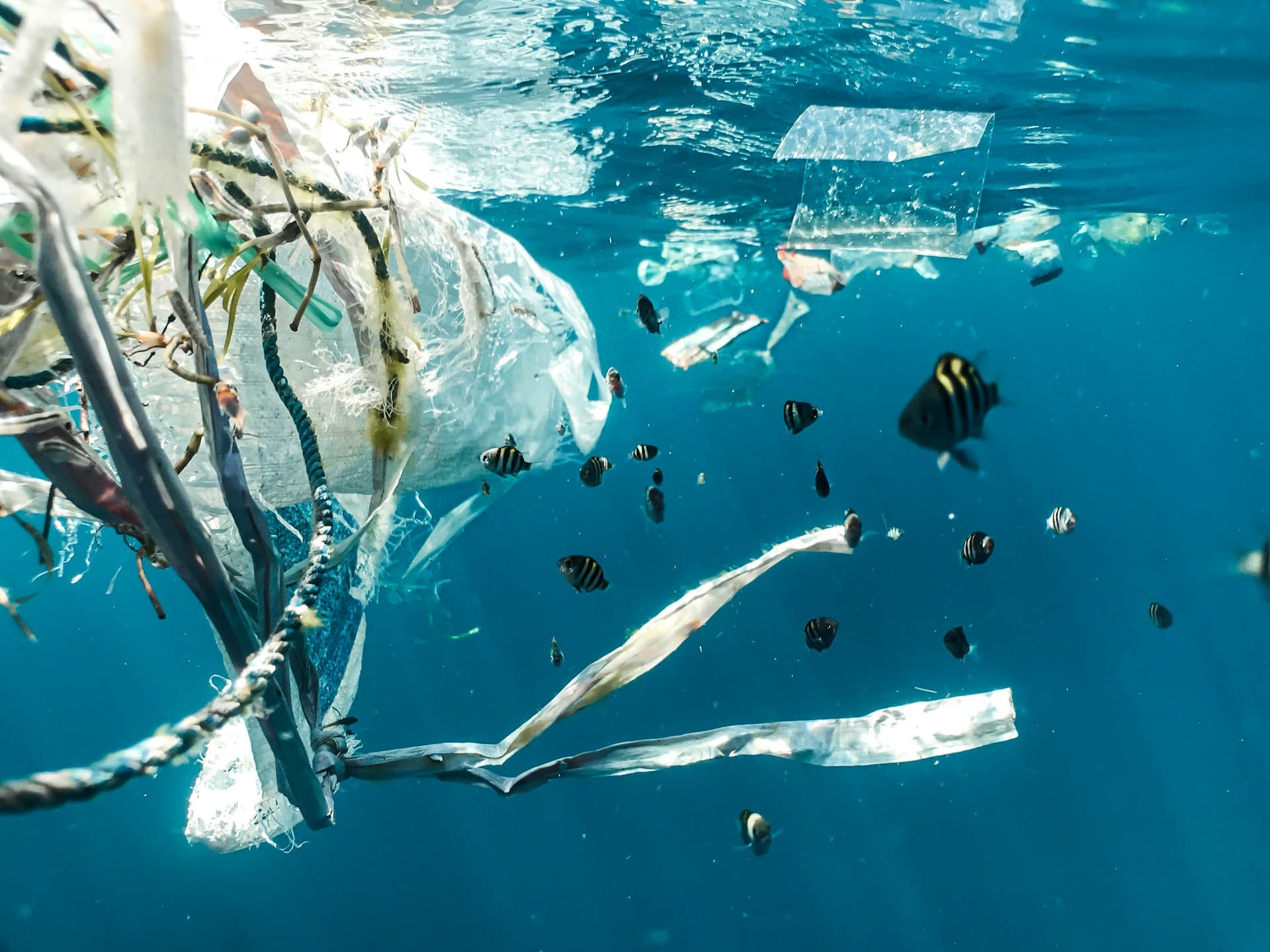 Fish swimming in the plastic trash in the ocean